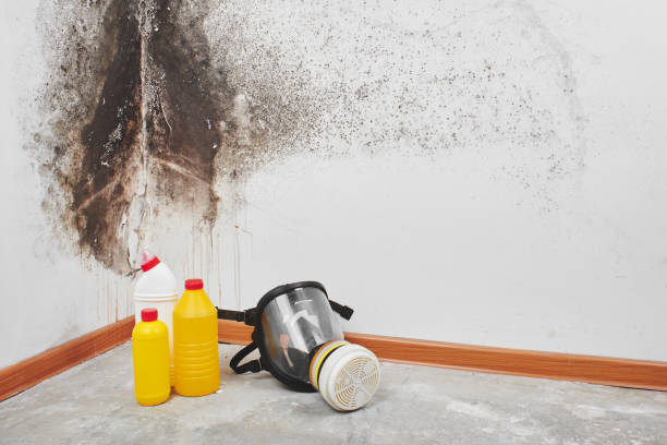 Best Mold Damage Repair  in Greene, IA