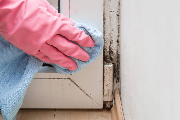 Best Commercial Mold Removal  in Greene, IA