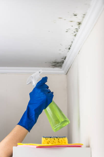 Best Emergency Mold Removal  in Greene, IA