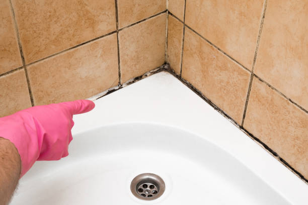 Best Toxic Mold Removal  in Greene, IA