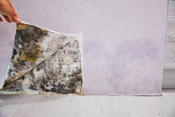Best Office Mold Removal Services  in Greene, IA